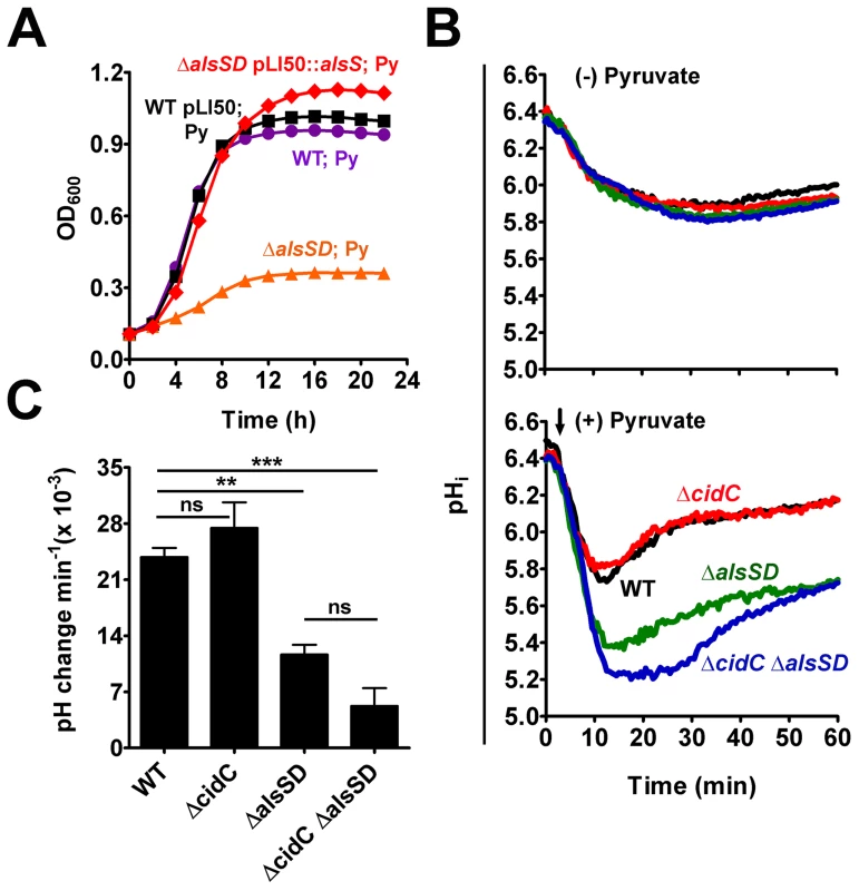 AlsSD activity counters cytoplasmic acidification.