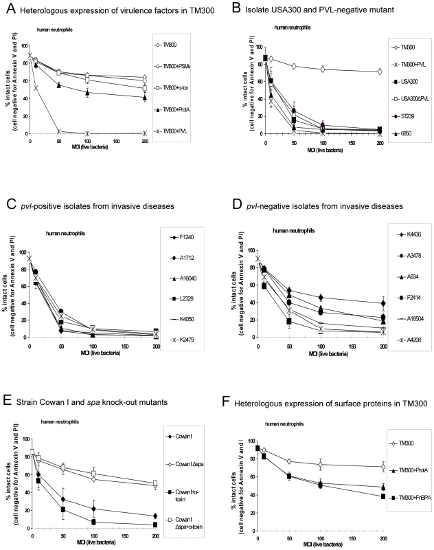 The impact of PVL expression on human neutrophil survival.