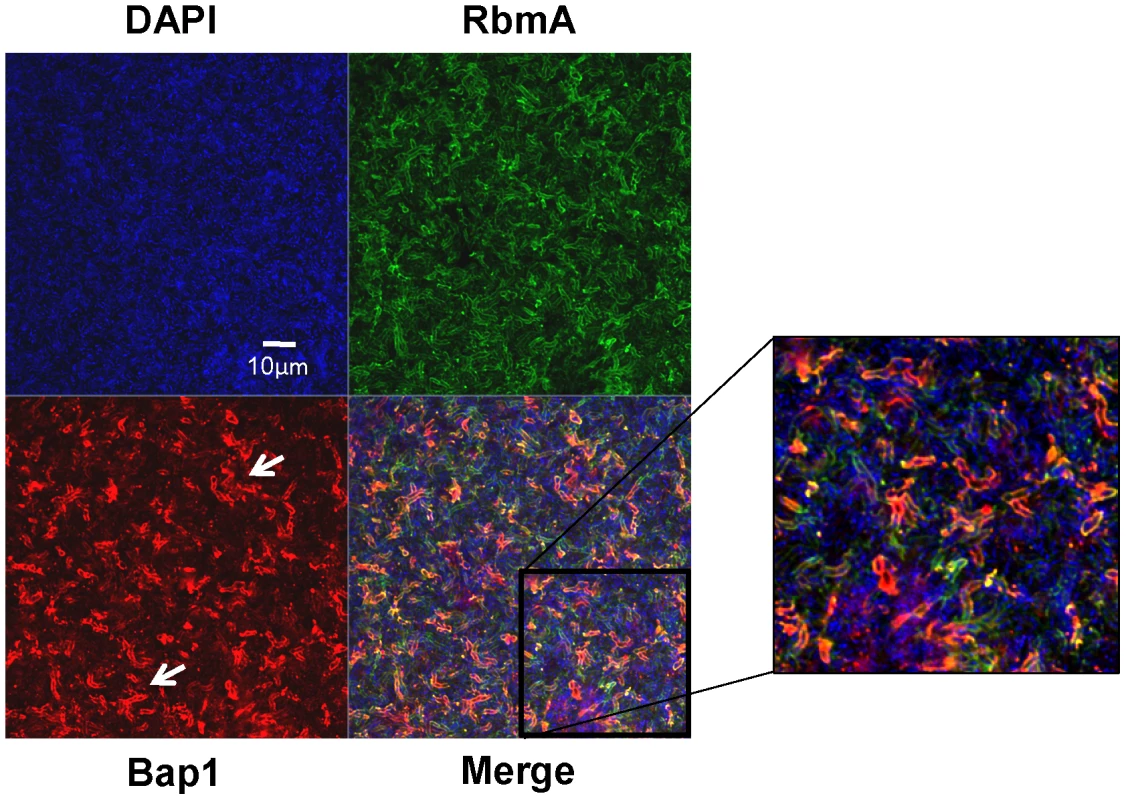 Transverse distribution of constitutively expressed Bap1 and RbmA in the <i>V. cholerae</i> biofilm.