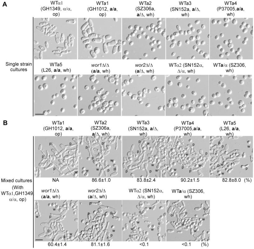 White a cells induce mating projection formation in opaque α cells in mixed cultures of white (a) and opaque (α) cells.