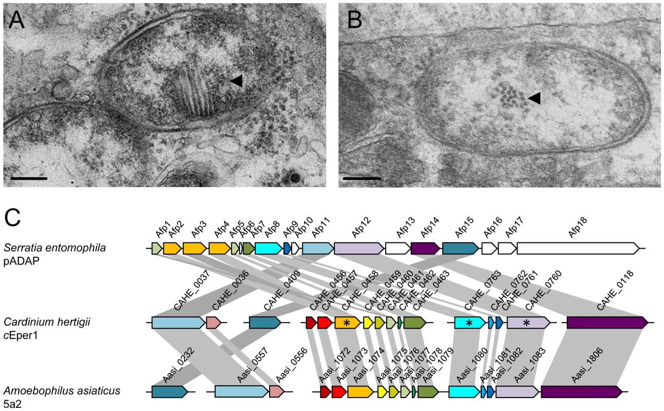 The putative phage derived protein secretion system of <i>Cardinium hertigii c</i>Eper1.