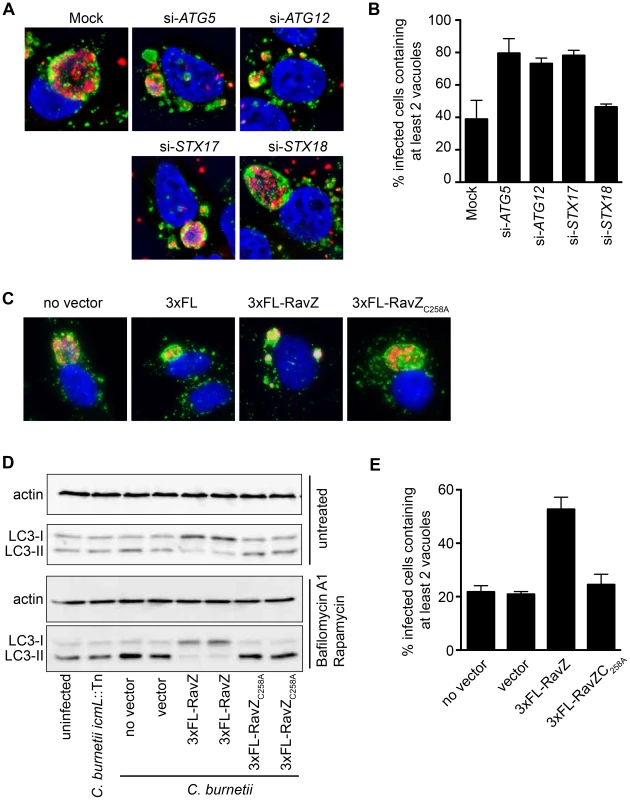 Autophagy is required for homotypic fusion of CCVs.