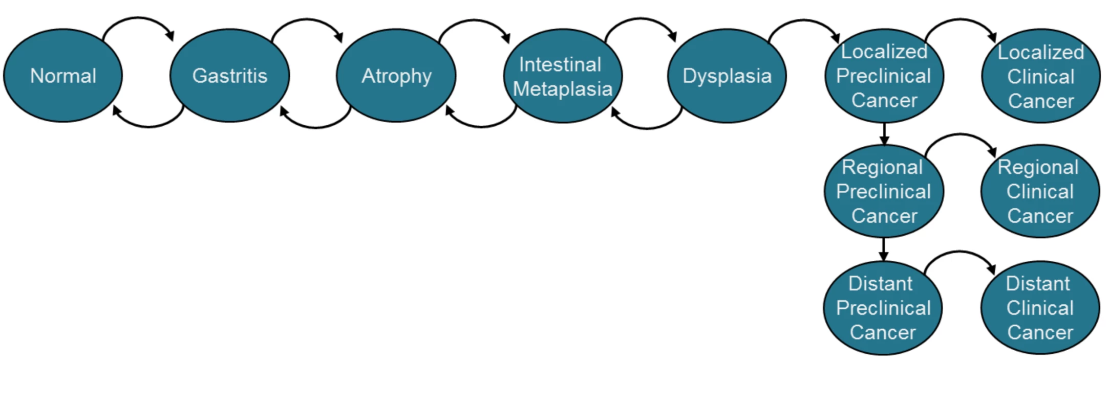 Intestinal-type NCGA model diagram.