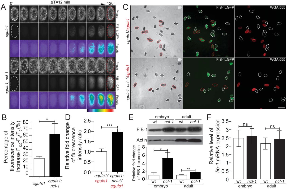 NCL-1 is a negative regulator of FIB-1 expression.