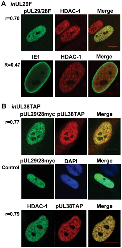 Colocalization of pUL29/28 with cellular HDAC1 and HCMV pUL38.