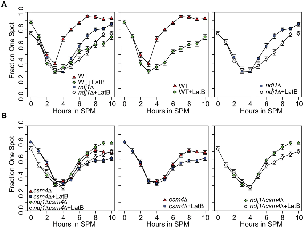Homolog pairing kinetics in wild-type, <i>ndj1</i>Δ, <i>csm4</i>Δ, and <i>ndj1</i>Δ <i>csm4</i>Δ cells with and without Lat B treatment.