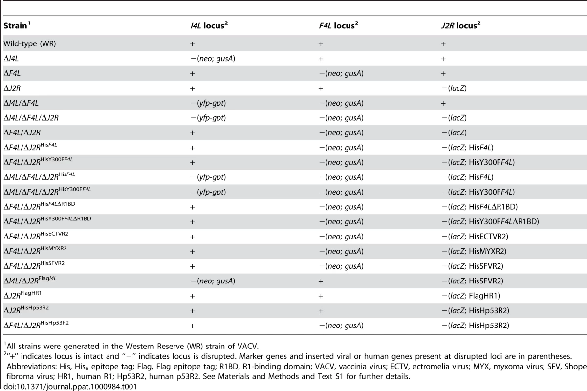 Major VACV strains used in this study.