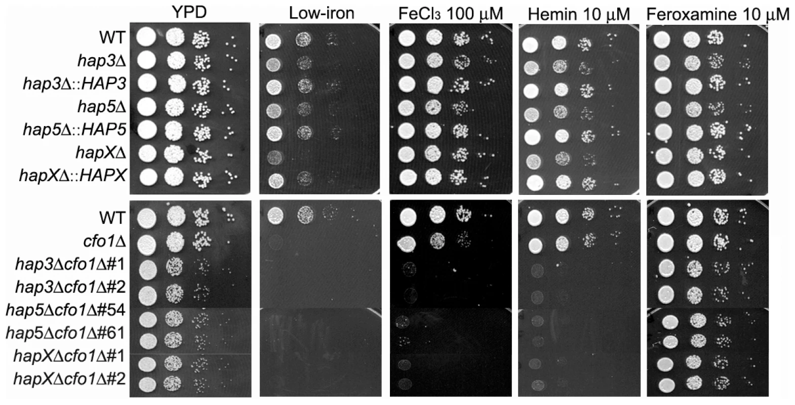 The <i>hap3Δ, hap5Δ</i> and <i>hapXΔ</i> mutants grow poorly on low-iron media supplemented with hemin.