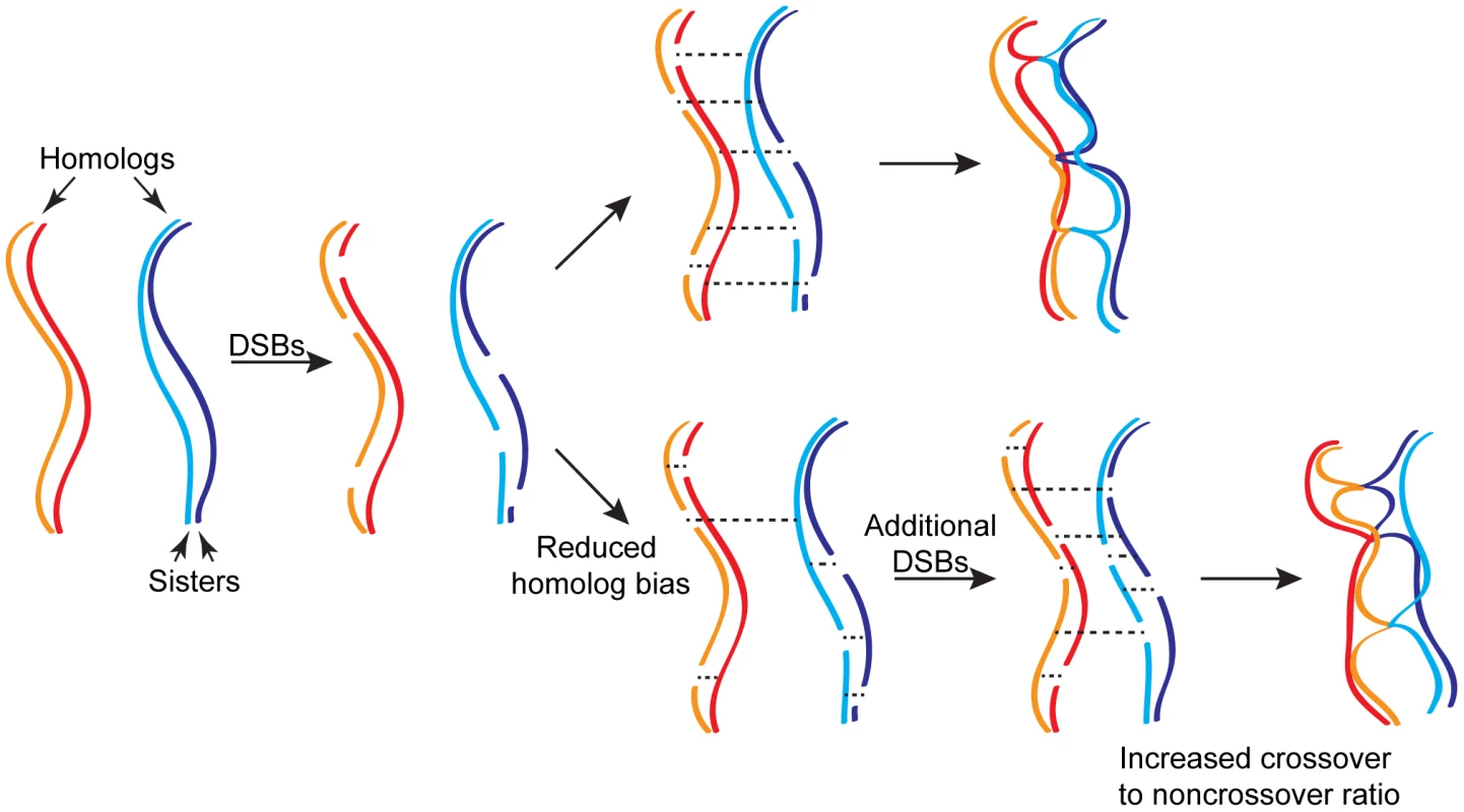 Homeostatic regulation of meiotic recombination.