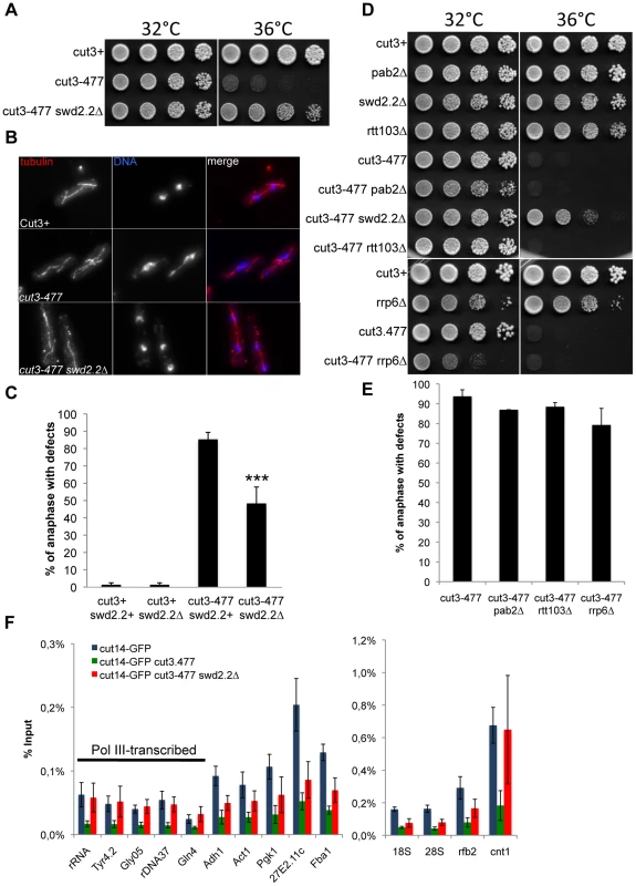 Swd2.2 antagonizes the association of Condensin with chromatin.