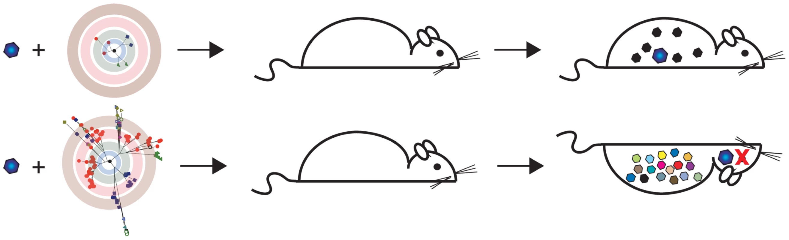 Population diversity is a virulence determinant.