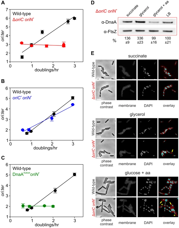 Nutrient-mediated growth rate regulation of DNA replication initiation requires <i>oriC</i> and DnaA.