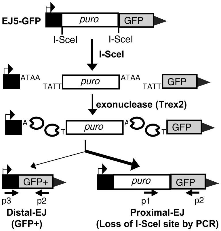 Measuring end utilization during EJ repair of two tandem DSBs.