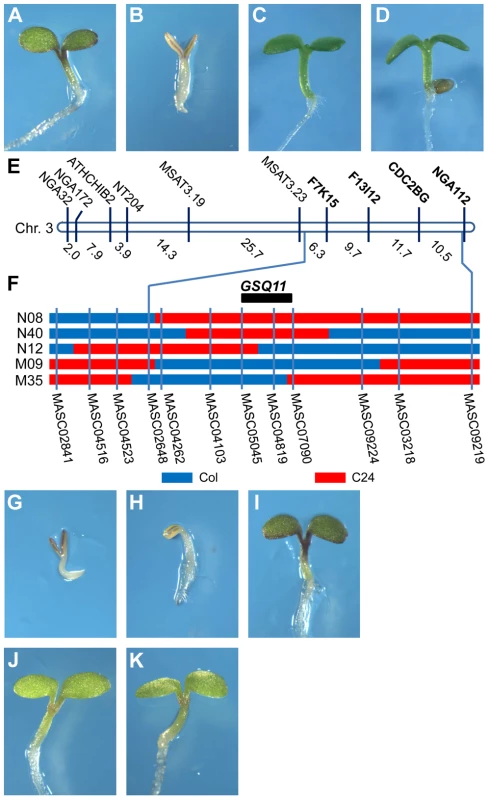 Identification of the Glc-sensing QTL <i>GSQ11</i>