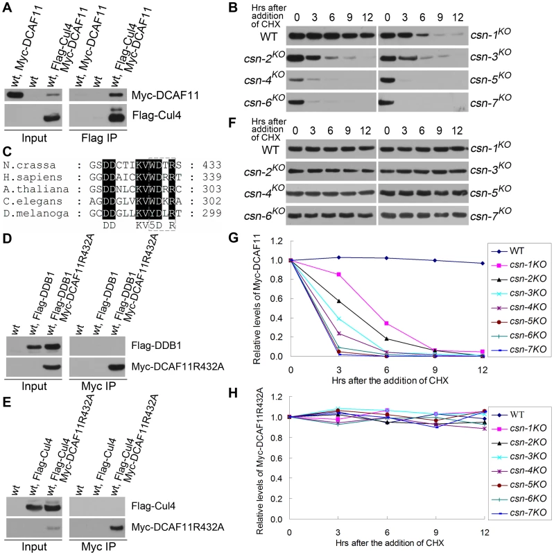DCAF11 levels drastically reduced in all <i>csn</i> mutants, possibly because of rapid autoubiquitination-mediated degradation.