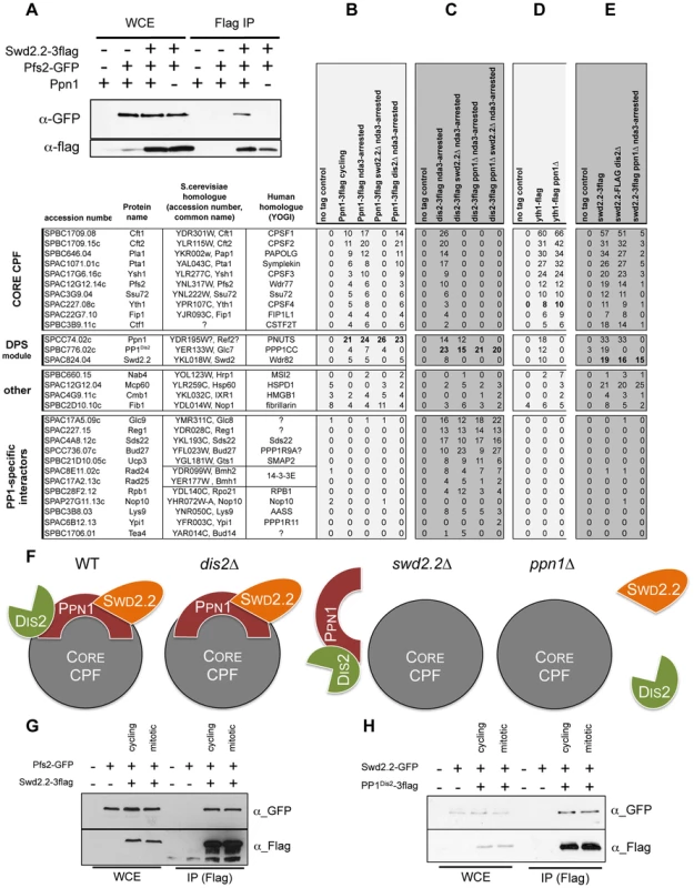 Swd2.2, Ppn1 and PP1<sup>Dis2</sup> associate as a protein module to the CPF.