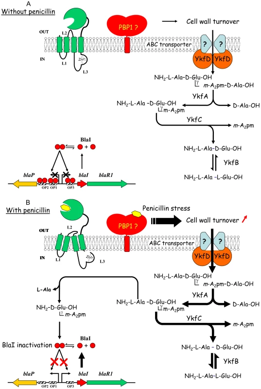 New model proposed for β-lactamase induction in <i>B. licheniformis</i> 749/I.
