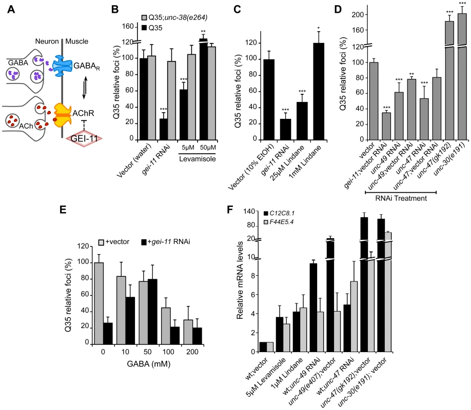 Modulation of AChR and GABA<sub>R</sub> can restore post-synaptic folding.