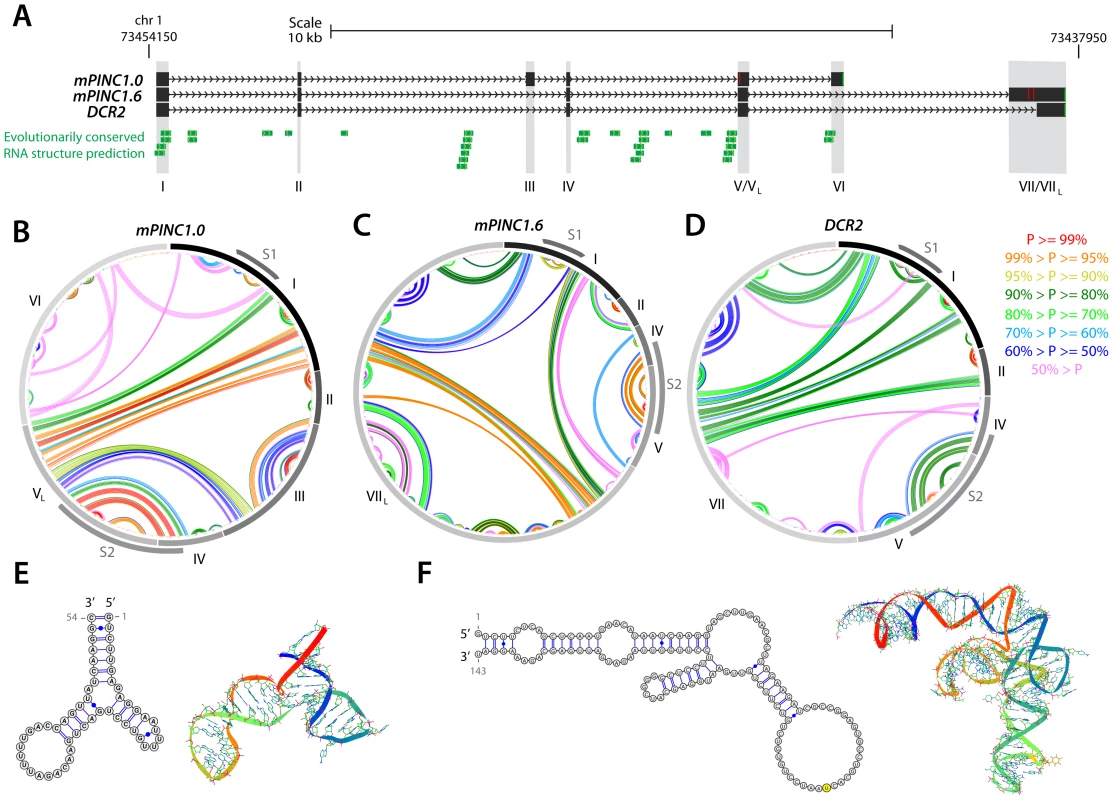 Structural analysis of the <i>PINC</i> locus.
