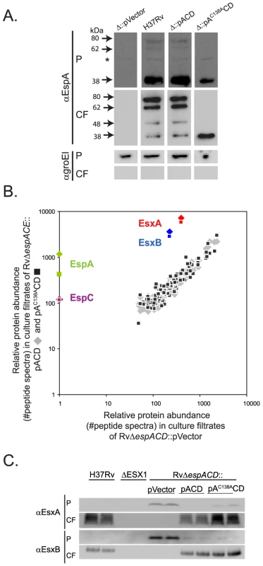 Inhibition of EspA disulfide bond formation does not abrogate ESX1 secretion.