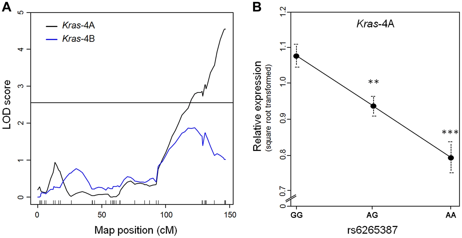 <i>Kras</i>-4A levels in lung tumors from 80 urethane-treated ABF4 mice are controlled by <i>Pas1</i> locus.