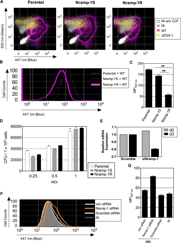 Host Nramp-1 transporter counteracts the phagosomal rupture in <i>Mtb</i>-infected MΦ.
