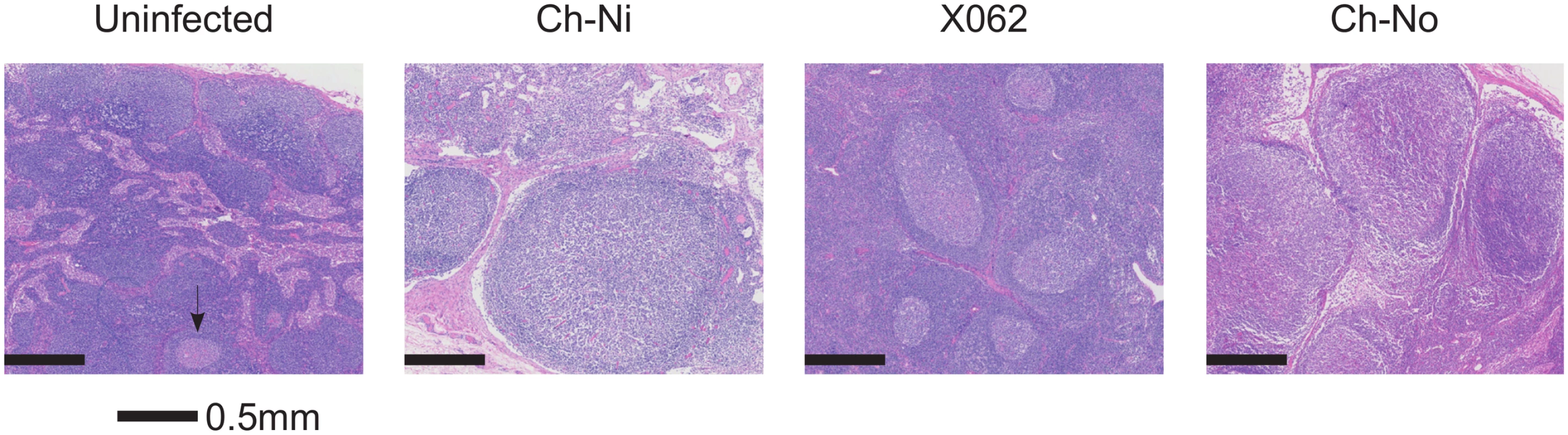 Lymphoid hyperplasia in SIVcpz infected chimpanzees.