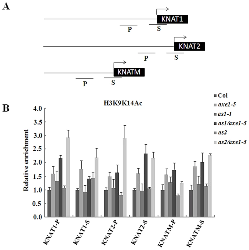 Levels of H3K9K14Ac in <i>KNAT1</i>, <i>KNAT2</i>, and <i>KNATM</i> chromatin in <i>as1-1/axe1-5</i> and <i>as2-1/axe1-5</i> double mutants.