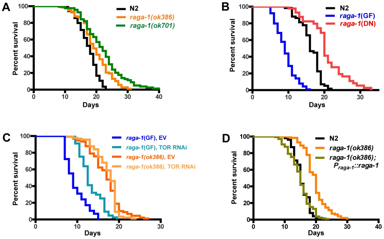 Genetic alteration of <i>raga-1</i> affects lifespan.