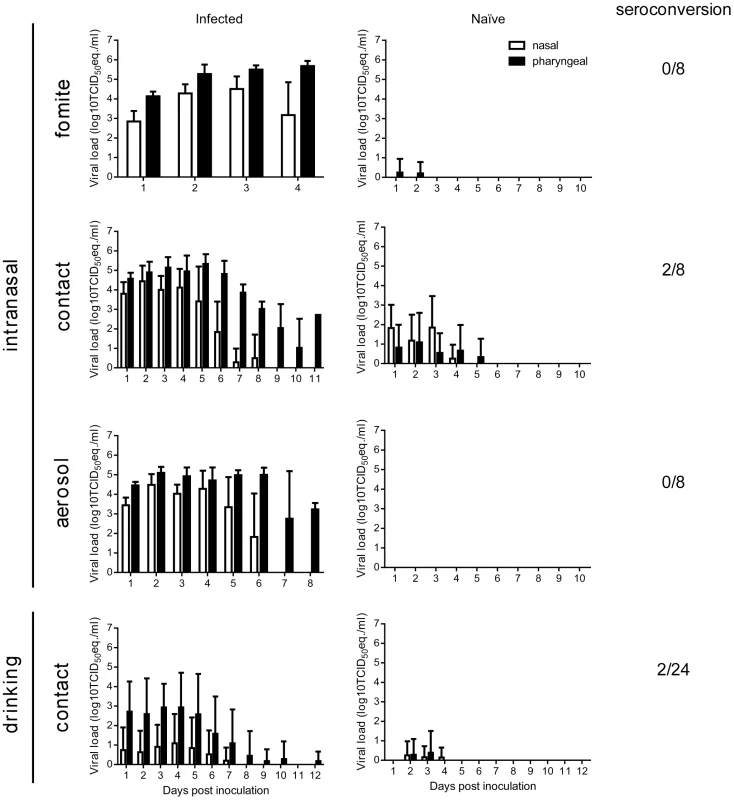 Transmission of Nipah virus (strain Bangladesh/200401066) in Syrian hamsters.