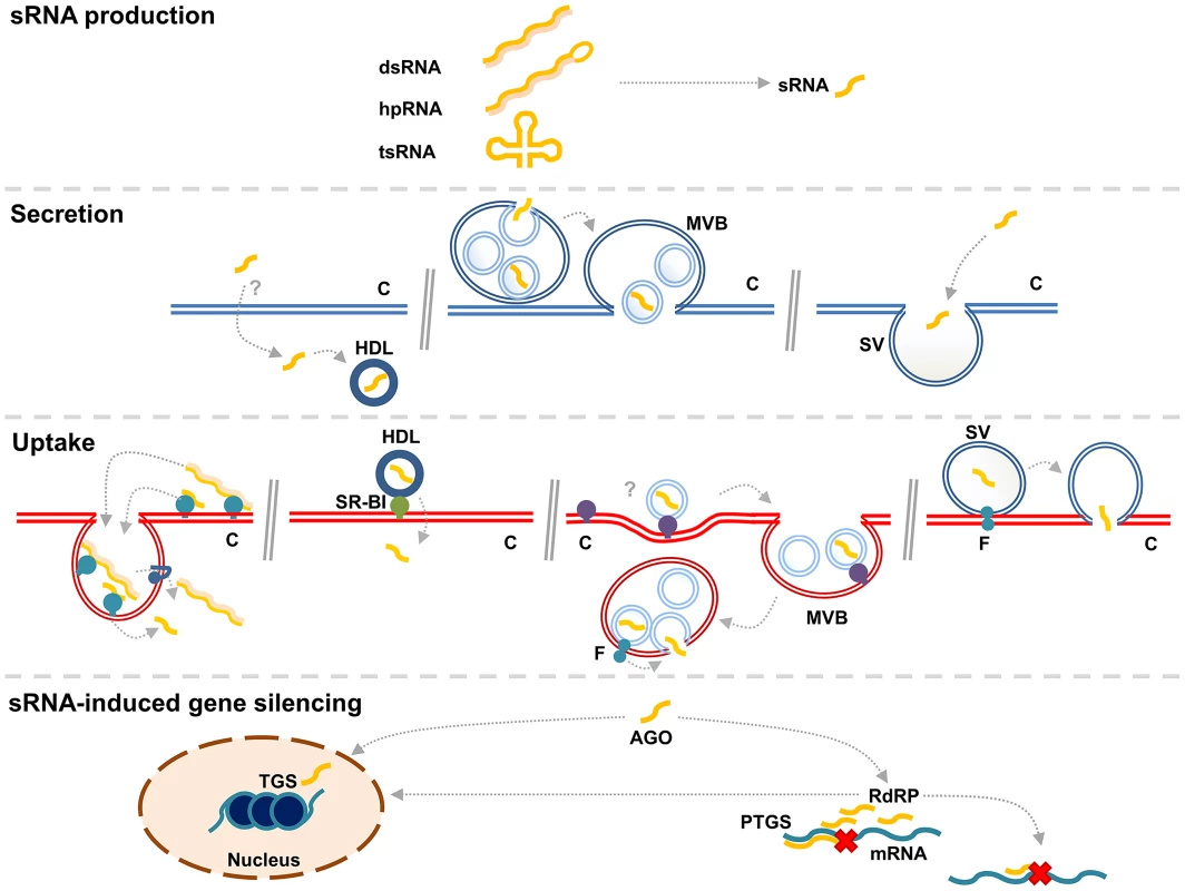 A generalized overview of RNA transfer from one cell (blue) to another (red).