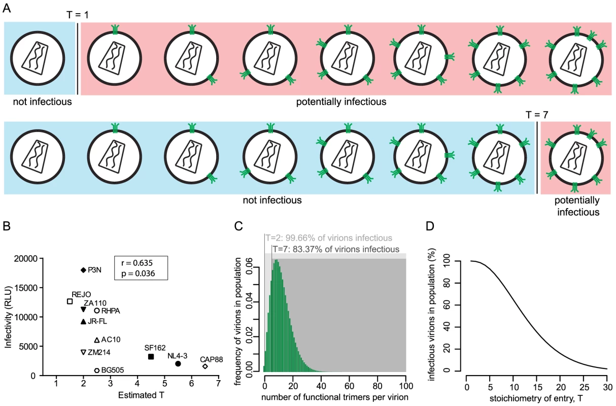 The entry stoichiometry governs virus population infectivity.