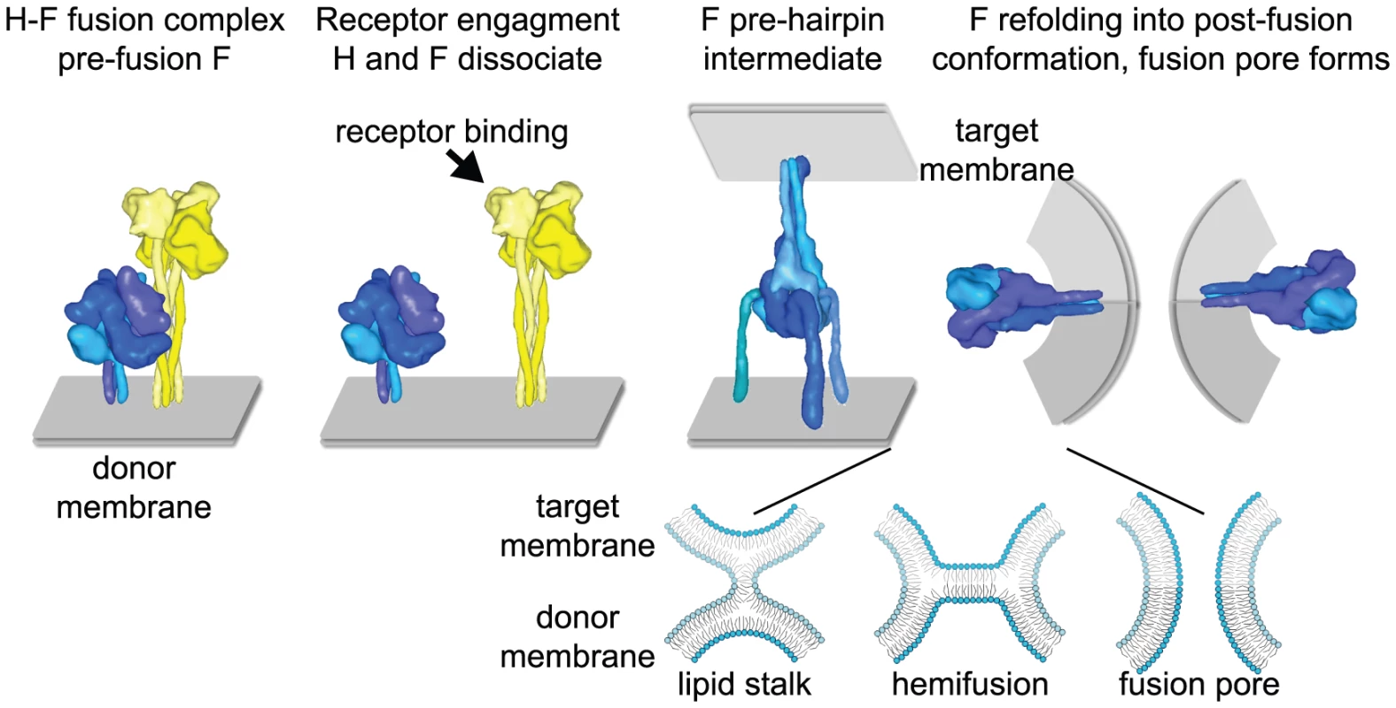 Measles virus fusion model.