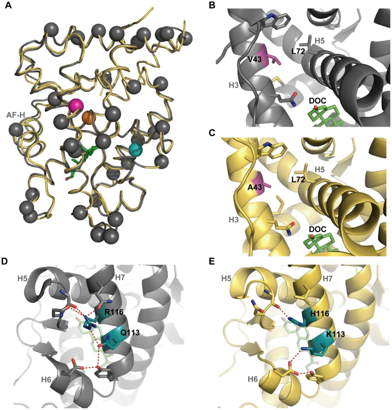 The crystal structure of AncGR1.1-LBD in complex with DOC (yellow, PDB 3RY9) compared to the previously solved structure of AncCR with DOC (gray, PDB 2Q3Y).