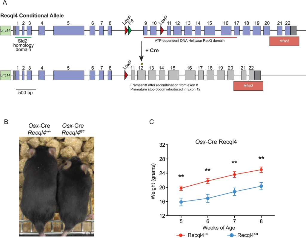 Deletion of Recql4 in osteoblast precursors results in dwarfism.