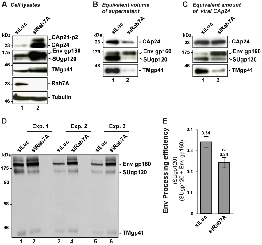 Rab7A depletion affects Env processing and the incorporation of mature Env into viral particles.
