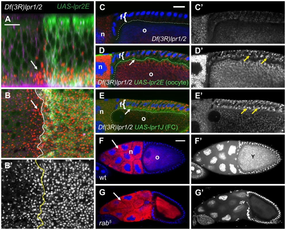 Neutral lipid uptake does not require endocytosis.