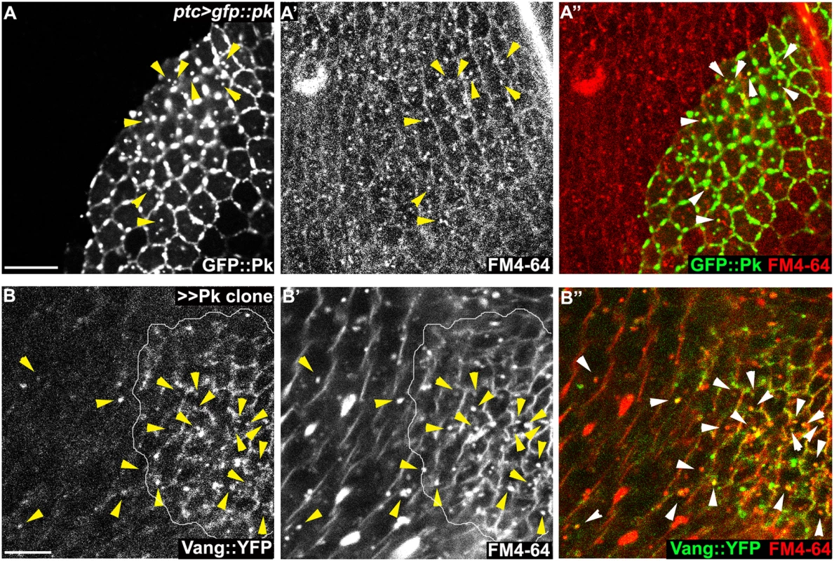 Endocytosis of membranous Pk and Vang.