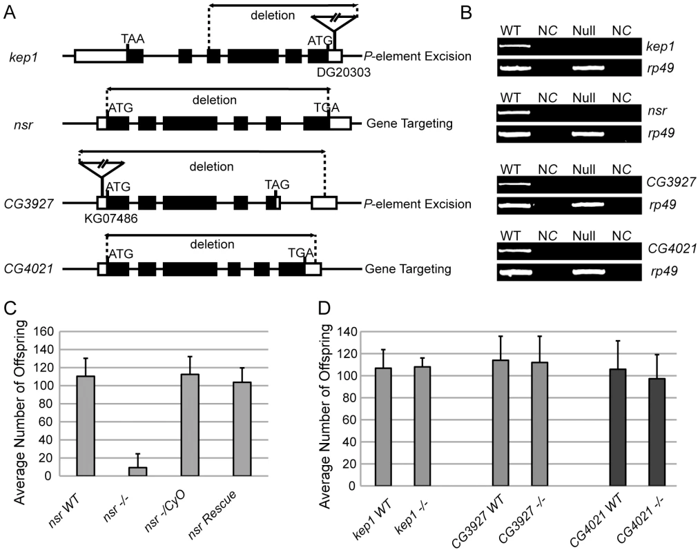 Generation of null mutants for each <i>kep1</i> family gene and the male fertility test.