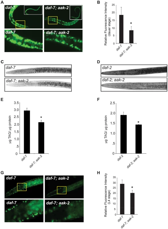 <i>daf-7; aak-2</i> and <i>daf-2; aak-2</i> have reduced fat relative to <i>daf-7</i> and <i>daf-2</i> at all stages of development.