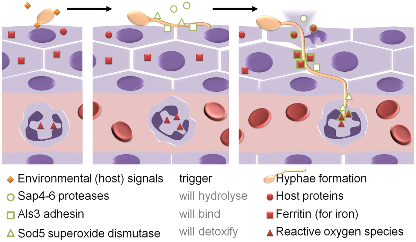 <i>Candida albicans</i> as an example for adaptive prediction of pathogens in the host.