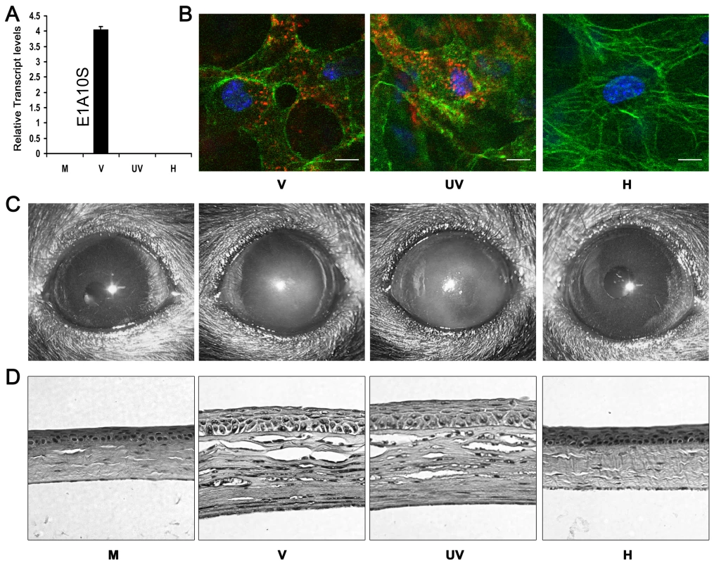 Viral gene expression is not essential for adenovirus keratitis.