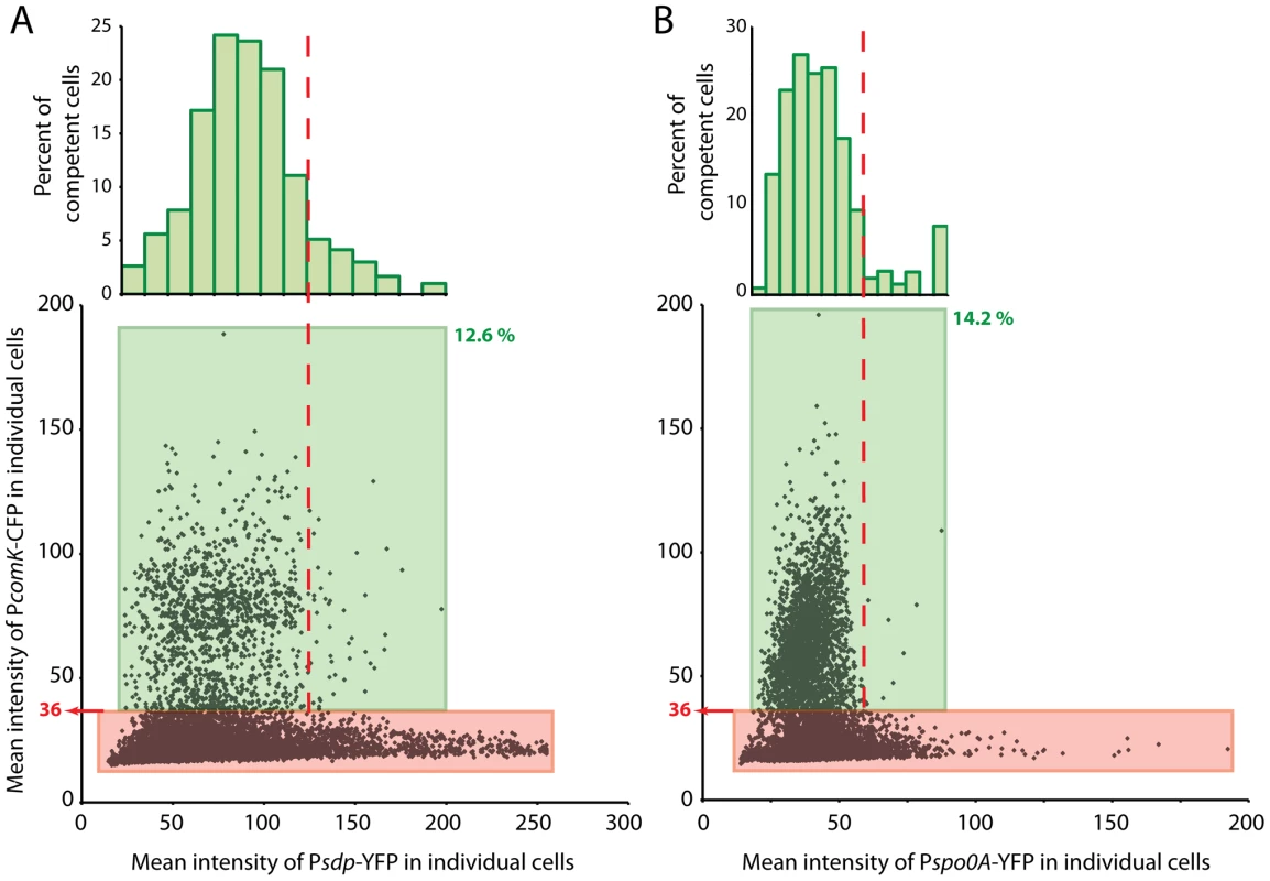 Co-expression of P<i>comK-cfp</i>.