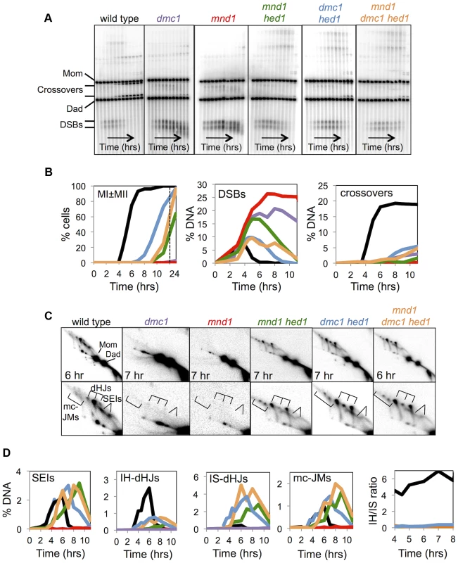 Mnd1 promotes Dmc1-dependent interhomolog recombination and Dmc1 inhibits Rad51-mediated recombination.