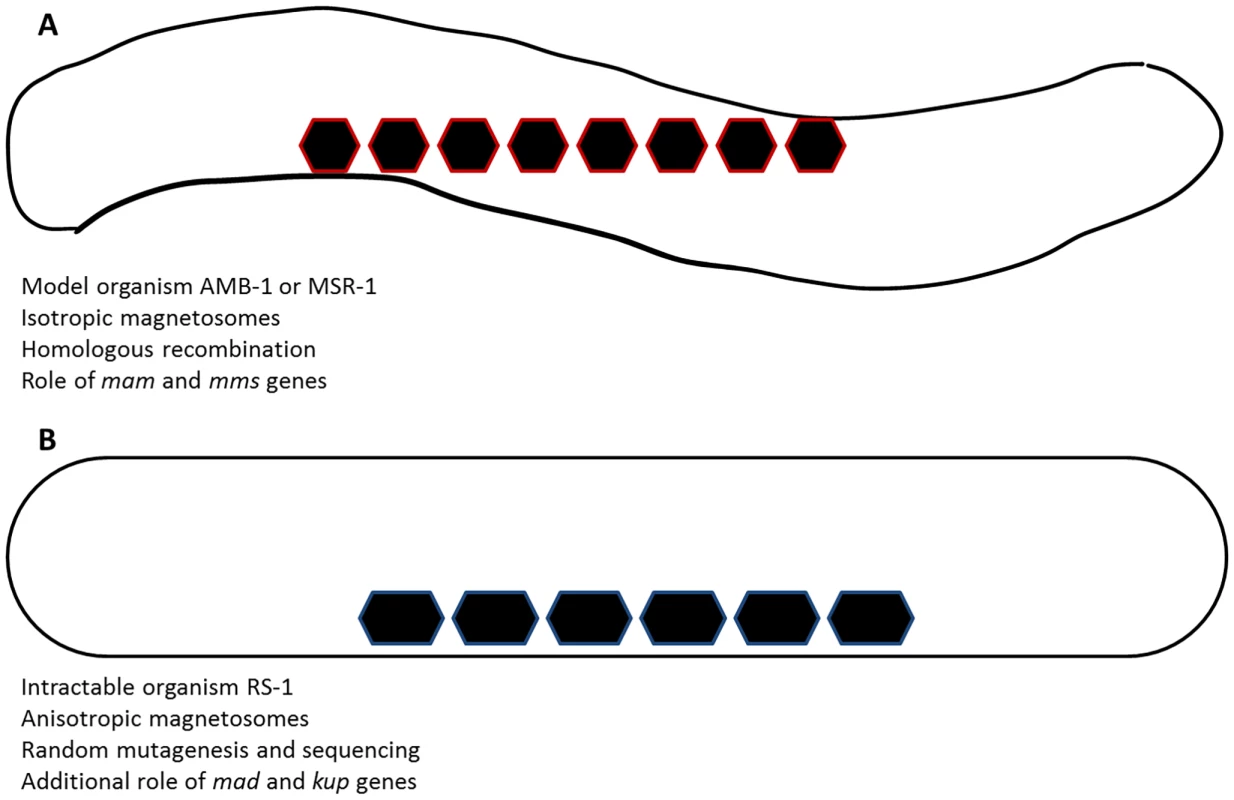 Sketch of magnetite biomineralization and associated differences.