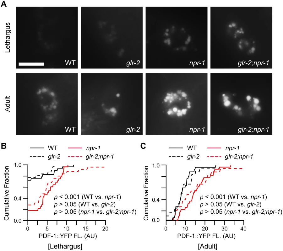 PDF-1 secretion is not altered in <i>glr-2</i> mutants.