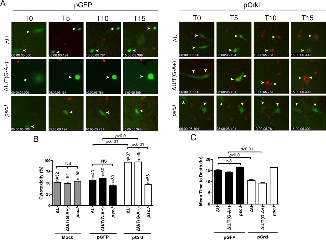 Crk mediates ExoT-induced apoptosis.