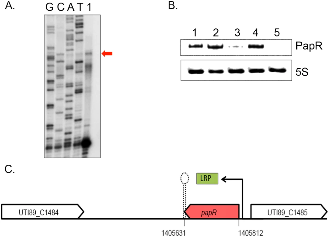 LRP mediated transcriptional activation of PapR.