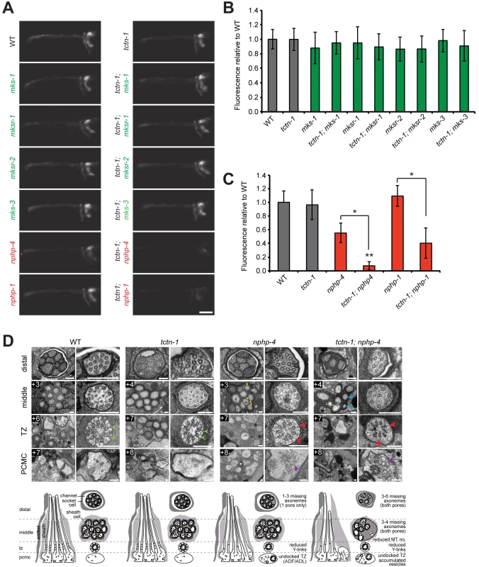 <i>C</i>. <i>elegans tctn-1</i> interacts with NPHP genes, but not MKS genes to affect ciliary structure.
