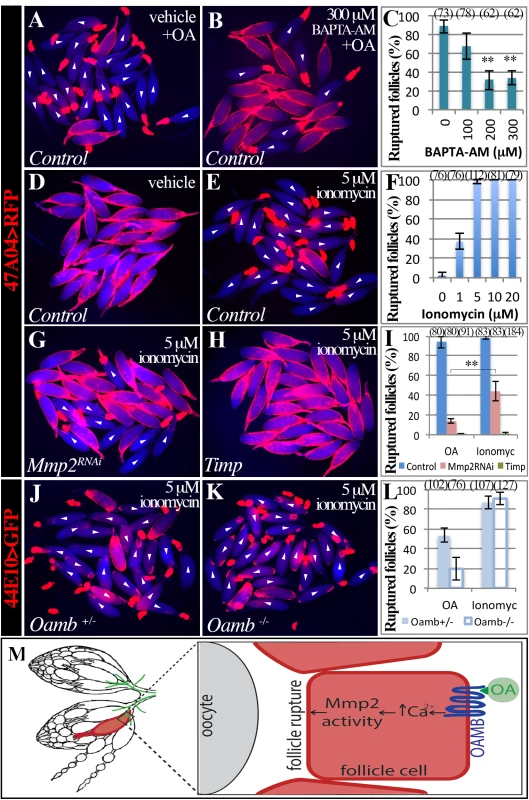 Intracellular Ca<sup>2+</sup> is the second messenger downstream of follicular adrenergic signaling.